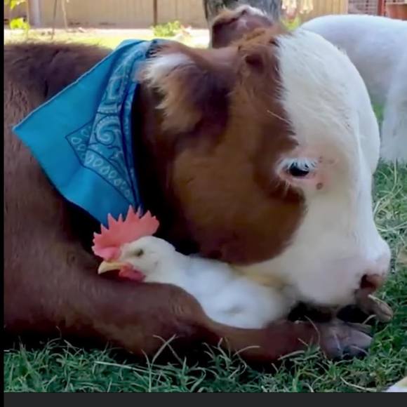 mimomcow